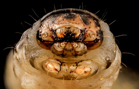 black cutworm, face, straighton 2014-06-04-19.35.19 ZS PMax photo