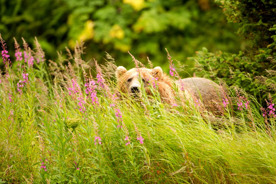 Sow in the fireweed
