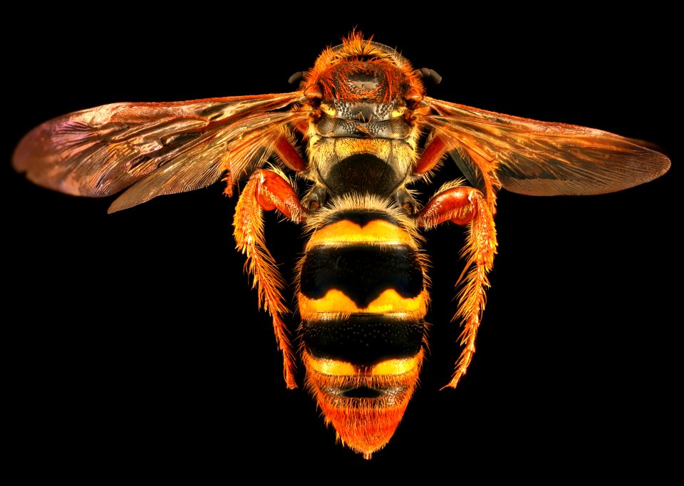 Cool Wasp, back, u, Sierra De Baoruco, Dominican Republic 2019-10-21-16.32.01 ZS PMax UDR