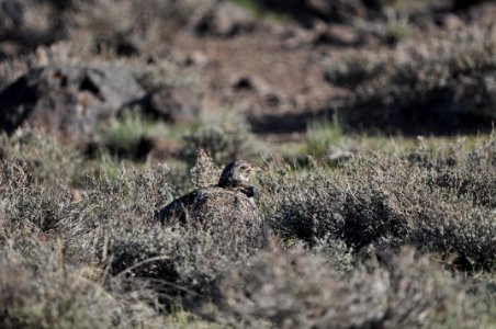 Bi-State Sage- grouse in Nevada photo