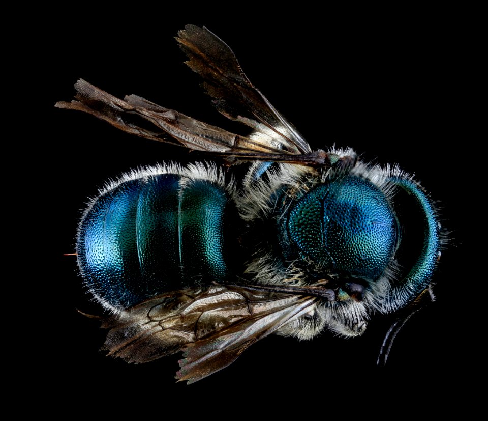 Osmia conjuncta, F, Back, MD, Carroll County 2013-08-09-17.56.39 ZS PMax