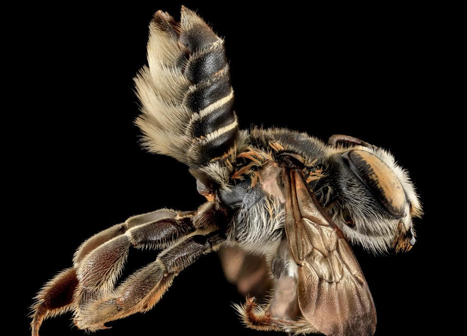 M integrella, F, side, Moore County, NC 2013-10-25-11.30.25 ZS PMax