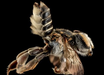 M integrella, F, side, Moore County, NC 2013-10-25-11.30.25 ZS PMax photo