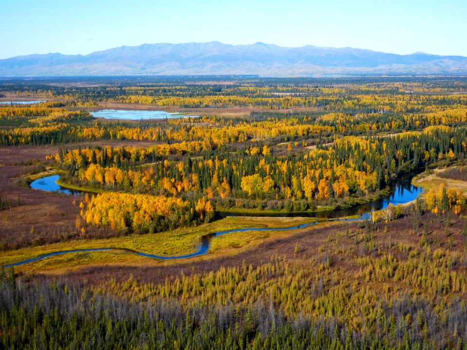 Nowitna Refuge fall foliage.