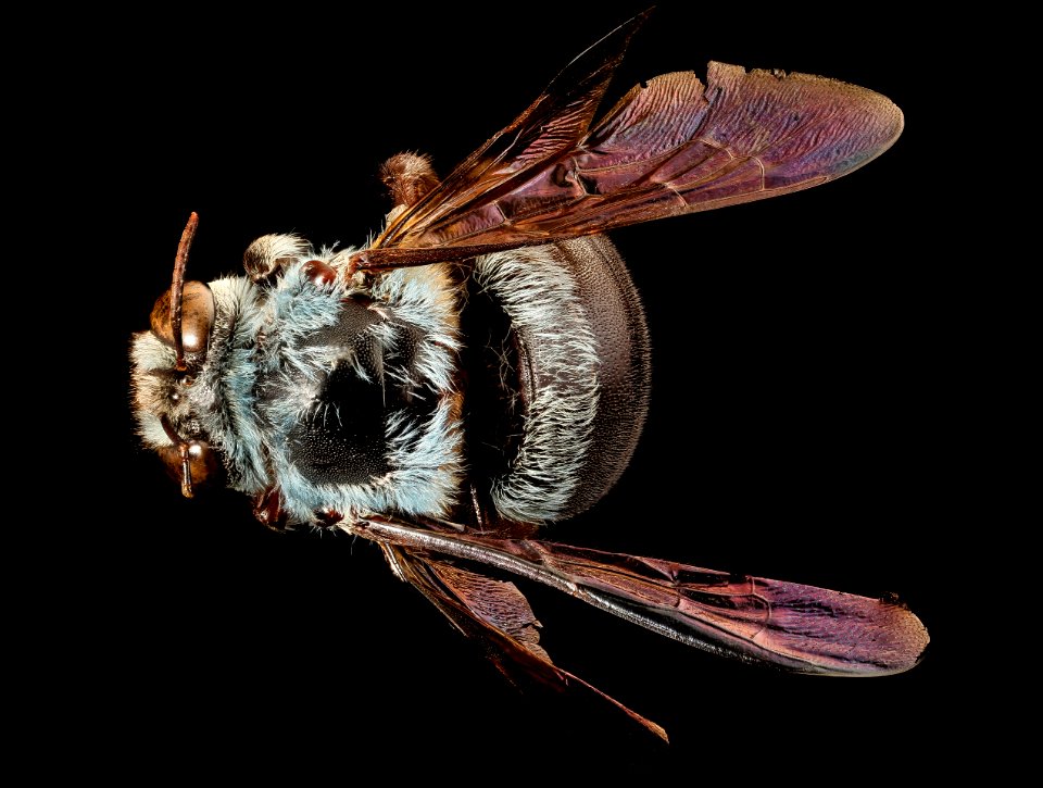 Xylocopa caerulea, u, back, Singapore 2017-07-27-19.33
