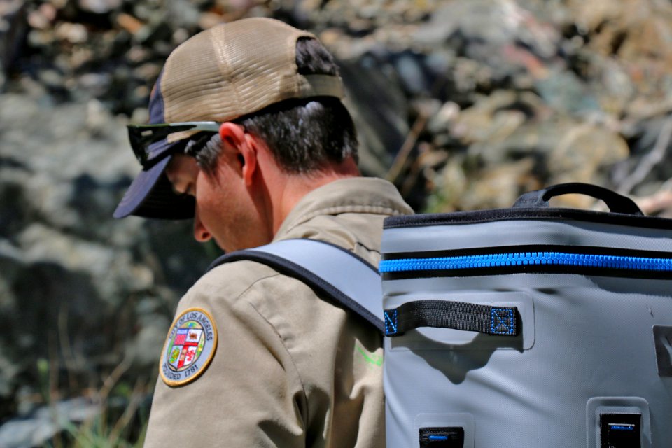 Transporting mountain yellow-legged frogs to the release site.
