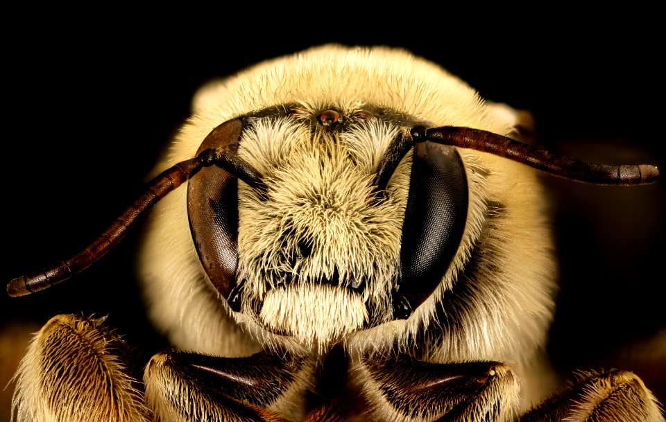 Diadasia rinconis, m, face, Pima Co., Tucson, AZ 2016-07-19-19.38.50 ZS PMax UDR