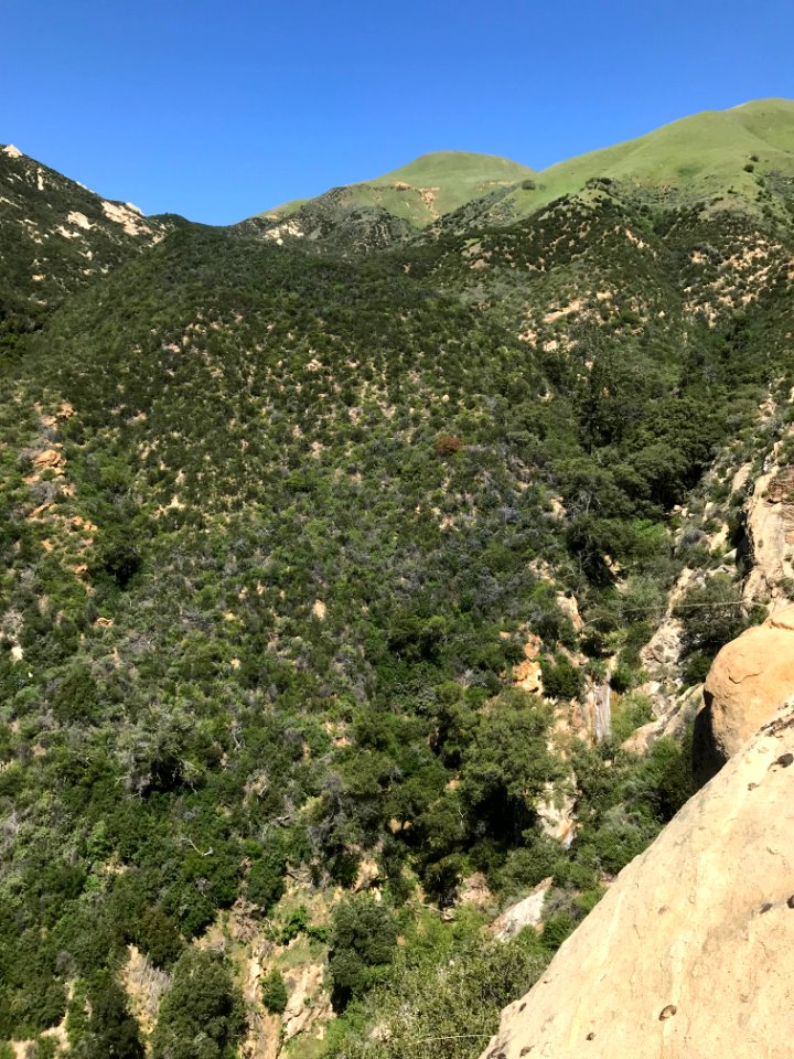 California condor nest with a view