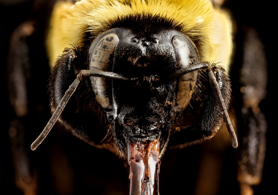 Bombus fraternus, F, face 2015-01-08-08.44.58 ZS PMax