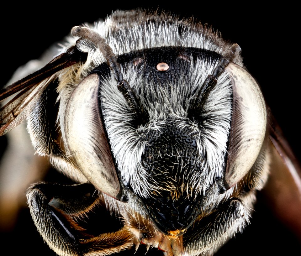 Megachile pseudobrevis, female, face 2012-07-06-19.03