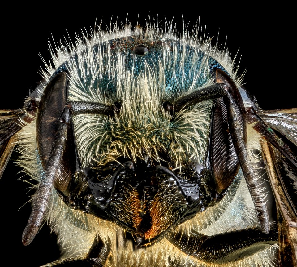 Osmia georgica, F, Face, Carroll Co. MD 2013-07-23-15.38.23 ZS PMax