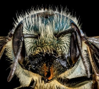 Osmia georgica, F, Face, Carroll Co. MD 2013-07-23-15.38.23 ZS PMax photo