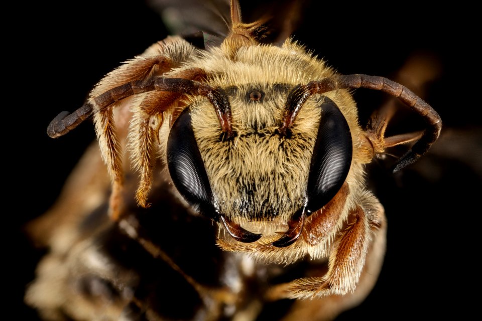Dieunomia nevadensis, M, Face, MD, Upper Marlboro 2014-08-22-14.10