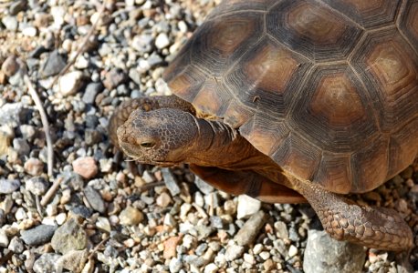Desert tortoise at Living Desert photo