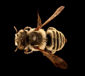 Megachile brevis onobrychidis, f, back, Yolo Co., CA 2019-03-22-21.07.45 ZS PMax UDR