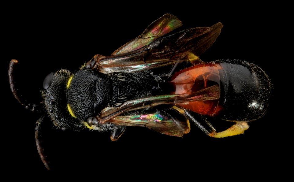 Hylaeus ornatus, M, back, Kent County, MD 2013-07-07-16.47.09 ZS PMax