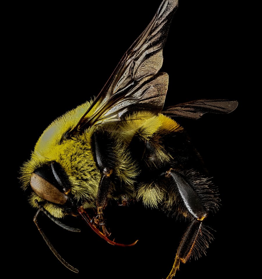 Bombus griseocollis, M, side, Philidelphia, PA 2013-01-02-14.05.26 ZS PMax