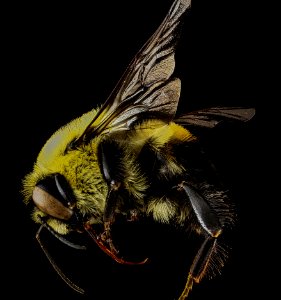 Bombus griseocollis, M, side, Philidelphia, PA 2013-01-02-14.05.26 ZS PMax photo