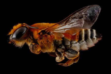 Megachile lanata, female, side 2012-06-26-16.47.02 ZS PMax