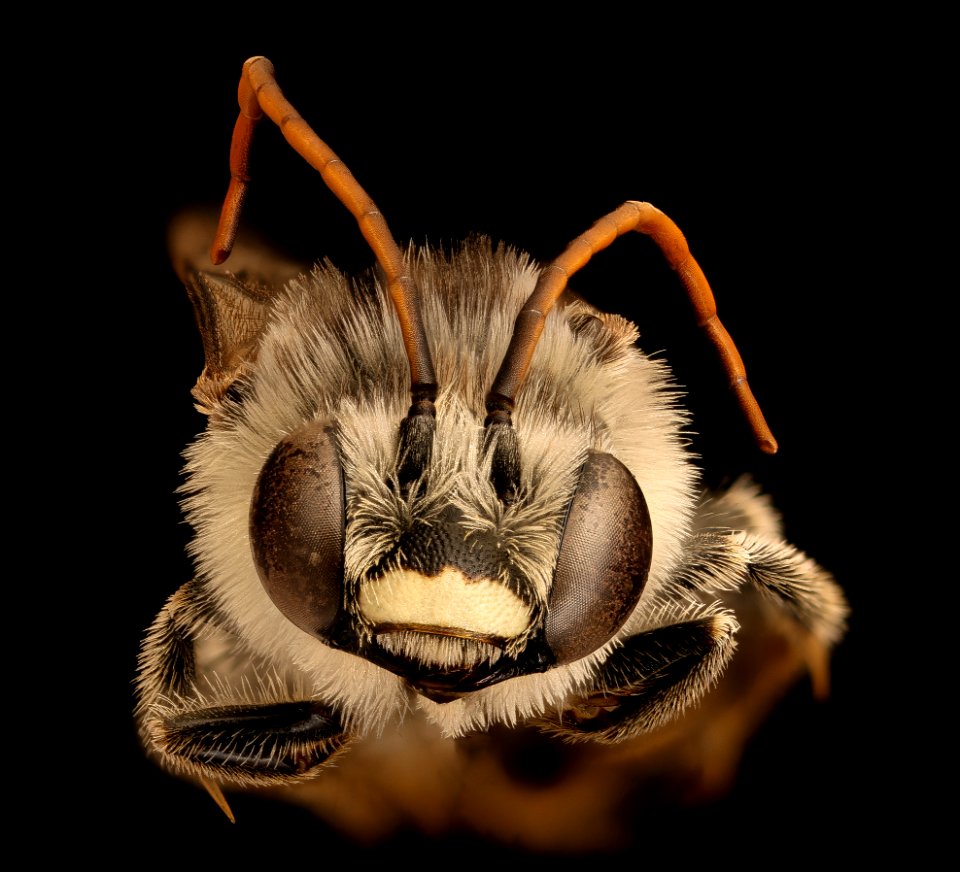 Melissodes denticulata, m, face, Montgomery, MD 2018-11-16-15.21.16 ZS PMax UDR