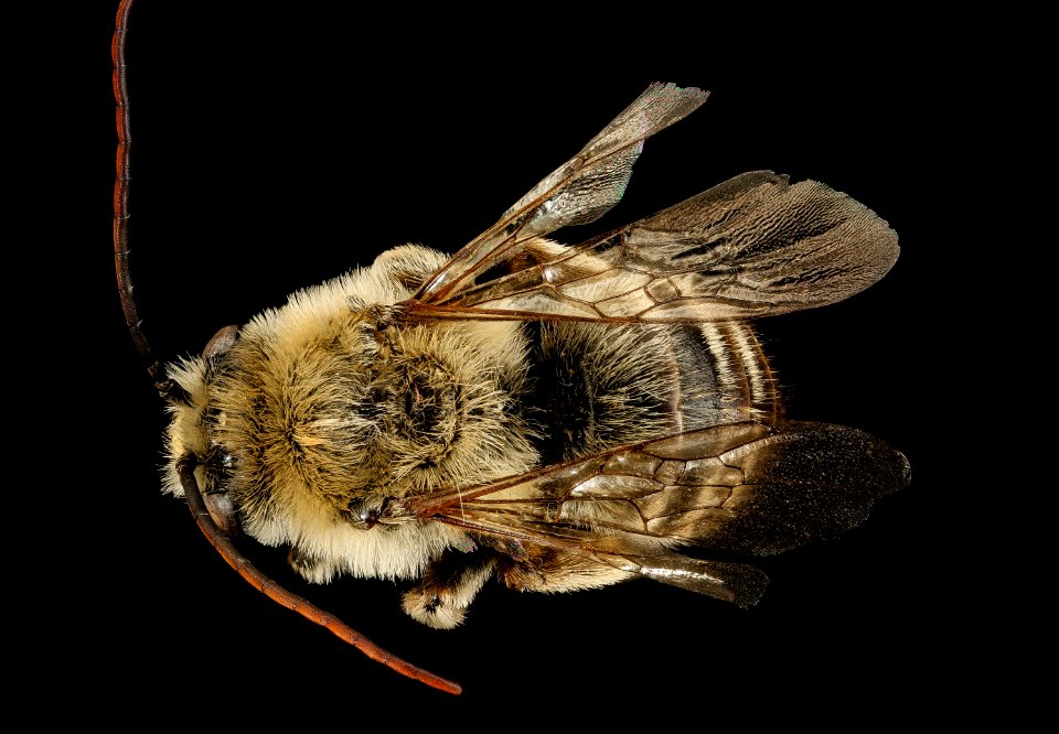Melissodes rivalis,m,back,Lincoln Co, WY 2016-02-25-11.13