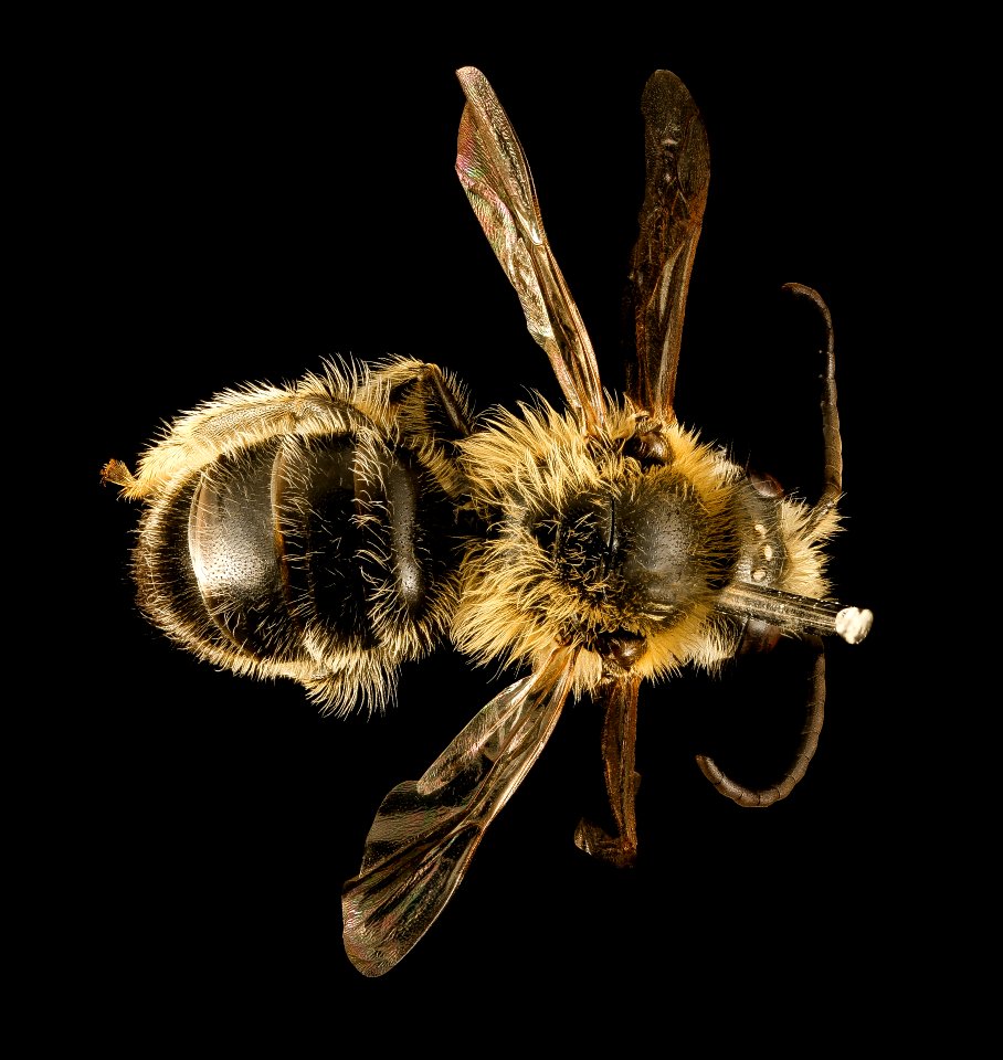 Melitta melittoides, m, back, Anne Arundel Co, MD 2015-12-08-14.20