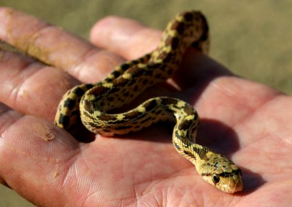 A California gopher snake found in Milipitas Wash photo