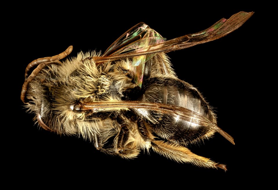 Andrena, carlini, m, 2016-04-05-12.16