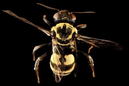 Triepeolus remigatus, m, back, Centre Co., Pa 2017-03-09-15.28