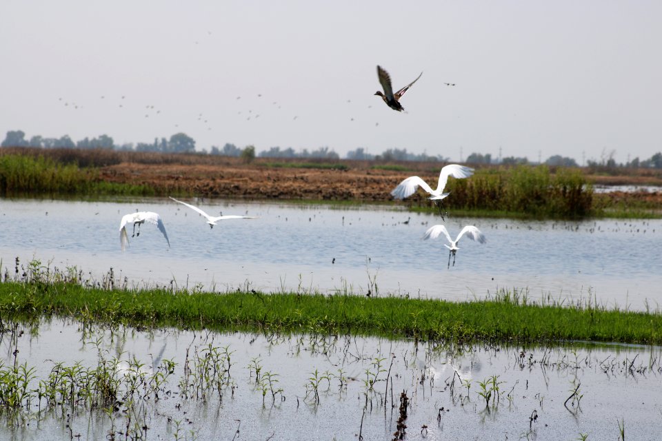 Water birds including egrets at Sacramento National Wildlife Refuge
