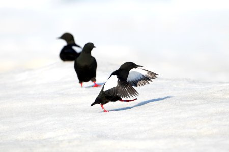 Black guillemots on ice