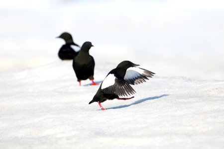 Black guillemots on ice photo