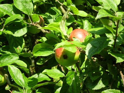 Apple harvest nature