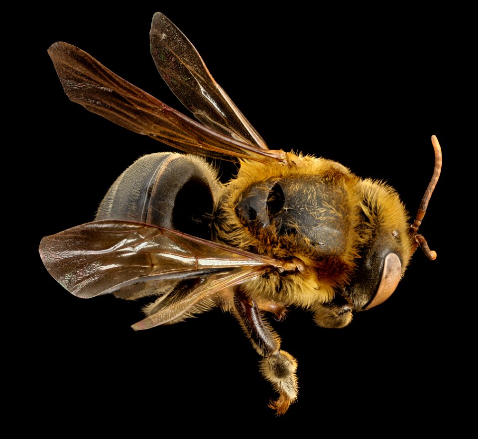 Stingless bee 3, f, back, peru 2014-07-30-13.06.36 ZS PMax