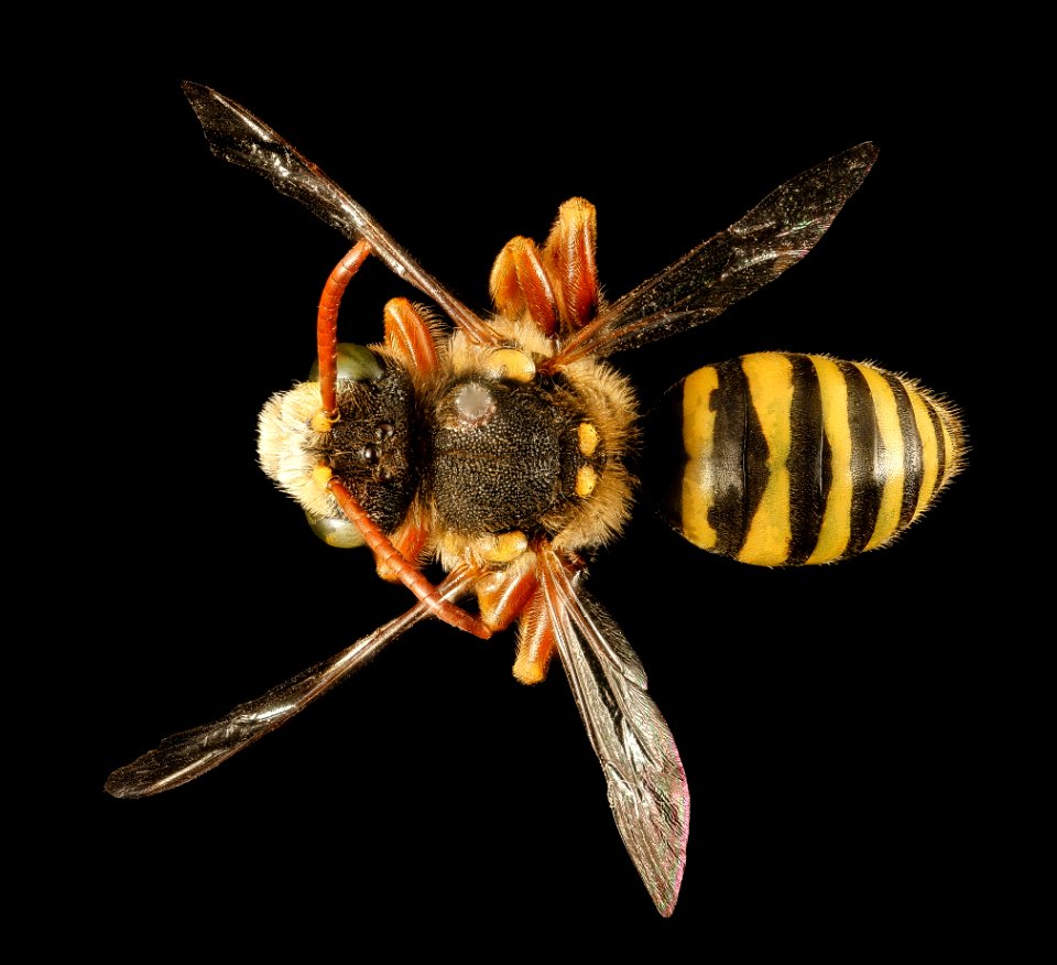 Nomada superba, m, back, Minnesota 2016-04-16-02.29