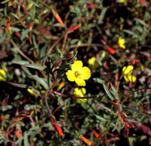 San Benito evening primrose