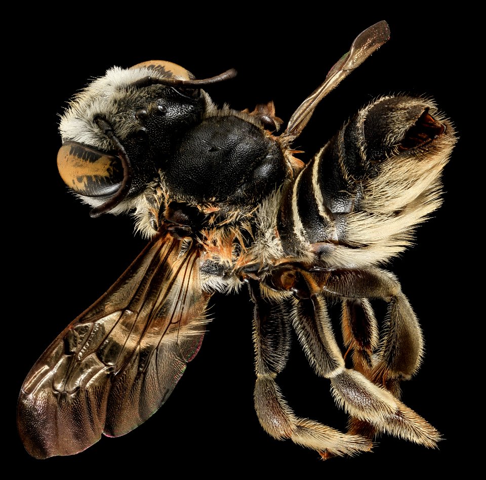 Megachile integrella, F, Back, NC, Moore County 2014-01-07-16.20.04 ZS PMax