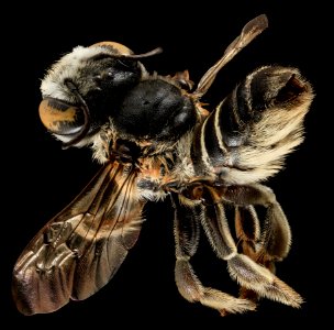 Megachile integrella, F, Back, NC, Moore County 2014-01-07-16.20.04 ZS PMax photo