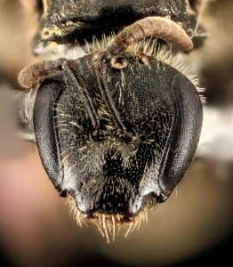 Lasioglossum synthridis, F, Face, UT, Garfield County 2014-05-30-17.26