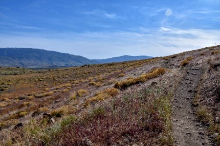 Landscape covered in invasive cheatgrass near Reno, Nevada photo