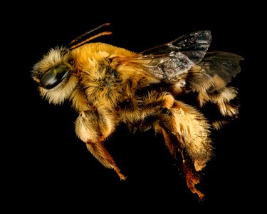 Martinapis luteicornis, f, side, Cochise Co. AZ 2016-10-20-16.43