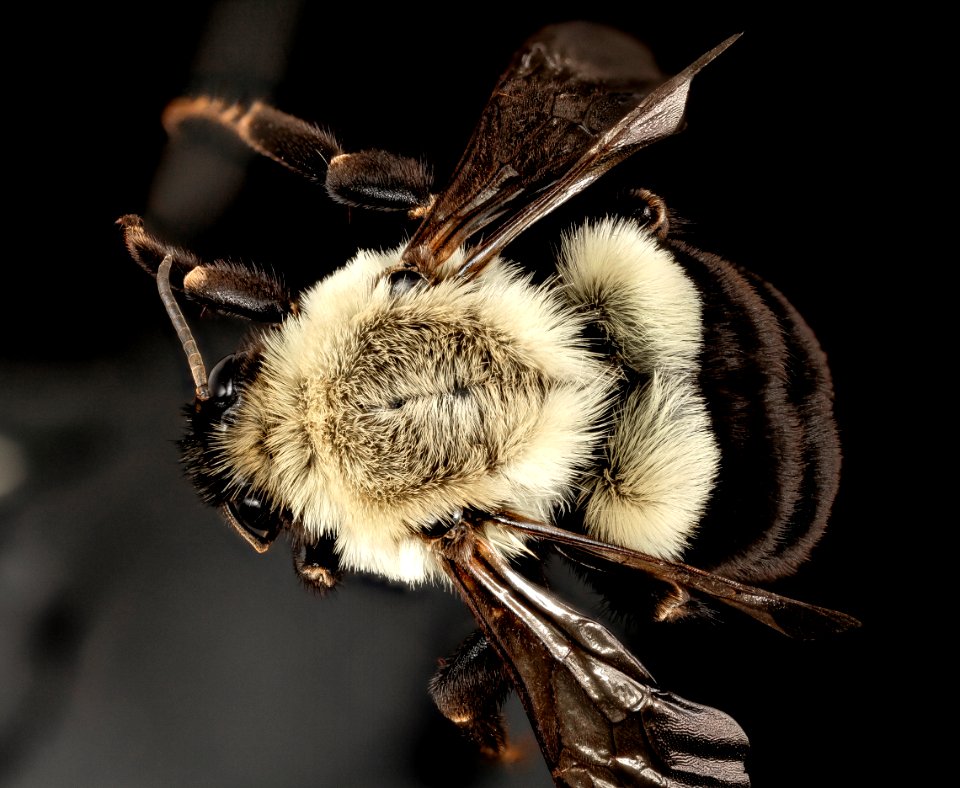 Bombus impatiens, f, queen, charles co, md, back 2015-05-24-18.39.50 ZS PMax
