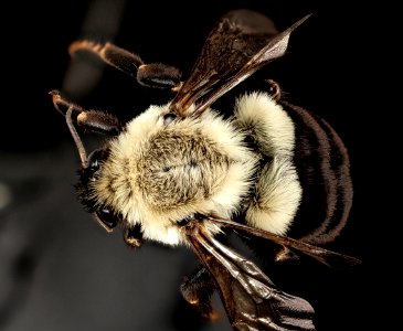 Bombus impatiens, f, queen, charles co, md, back 2015-05-24-18.39.50 ZS PMax photo