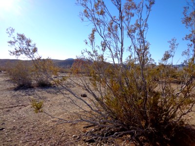 Desert Landscape photo