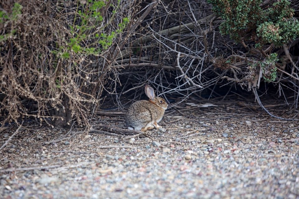 Desert cottontail