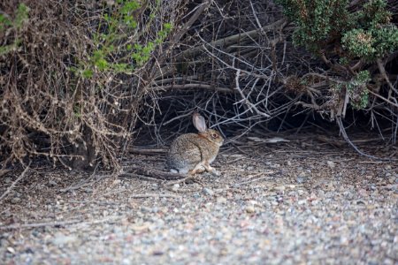 Desert cottontail