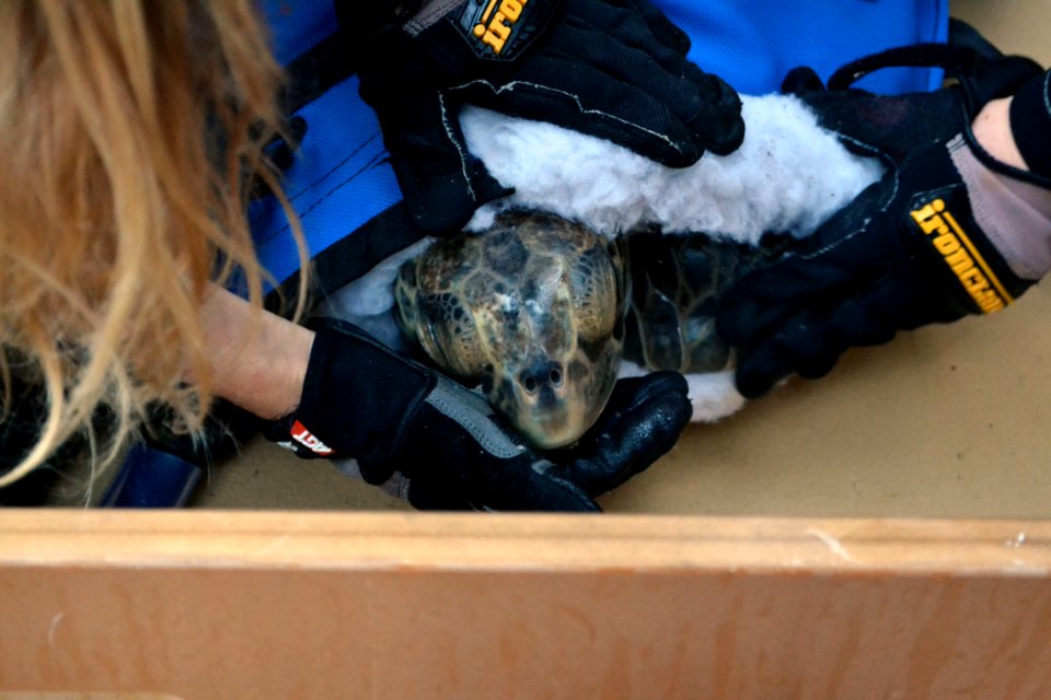 Comber is getting ready for release back to the wild