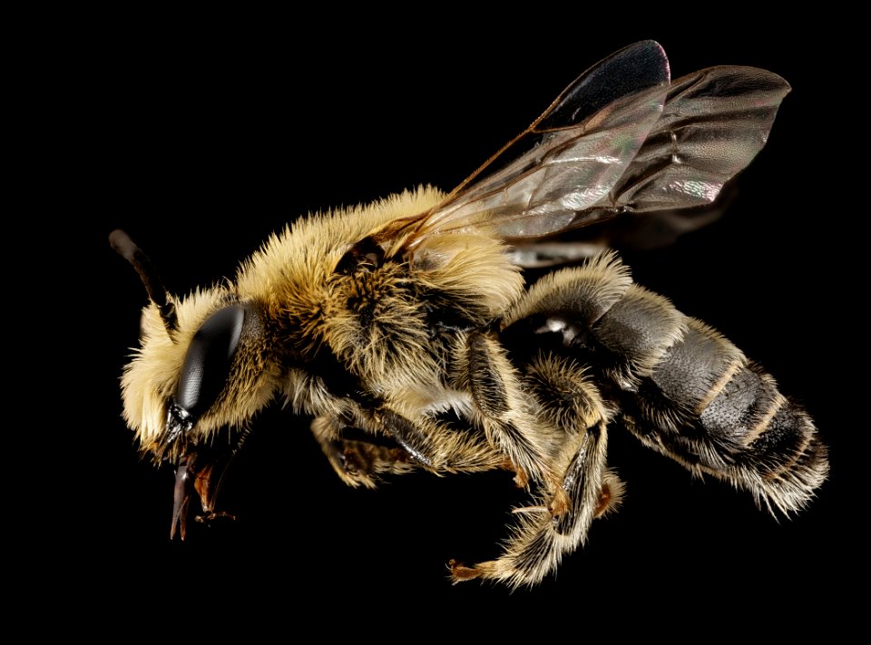 Melitta americana, m, ga, baker, side 2015-01-08-16.50.56 ZS PMax