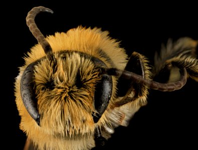 Melitta americana, M, Face, North Carolina, Moore County 2014-01-02-17.13.20 ZS PMax photo