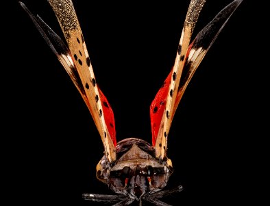 Spotted Lanternfly, front 2017-06-08-17.47